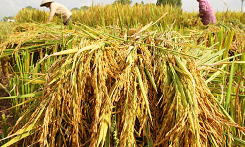 Xuất khẩu gạo đang thuận, Việt Nam vượt Thái Lan giành vị trí thứ 2 thế giới