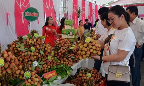 Vải thiều Việt Nam vào Singapore và tái xuất sang nhiều thị trường