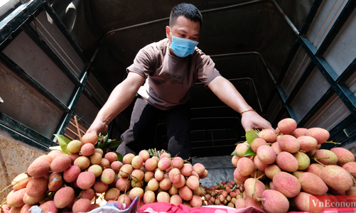 Người dân Hà Nội hào hứng mua vải sớm Bắc Giang