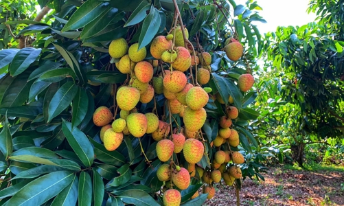 Mỗi lần “được” kêu gọi giải cứu, nông sản đều bị ép giá