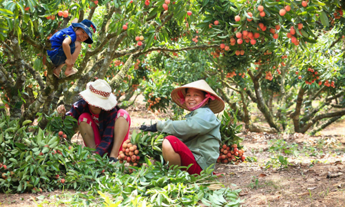 Vải thiều Lục Ngạn – Đừng giải cứu, hãy hỗ trợ!