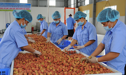 Được bảo hộ nhãn hiệu tại 8 quốc gia, vải thiều Bắc Giang có mặt trên 30 quốc gia, vùng lãnh thổ
