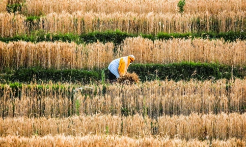 Giá lương thực leo thang bắt đầu đe doạ các nước châu Á