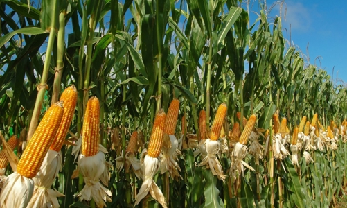 Trung Quốc ồ ạt nhập khẩu ngô khiến cảng biển tắc cứng