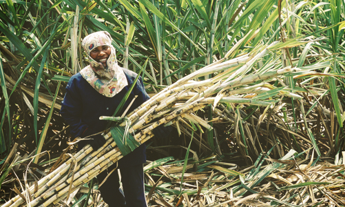 Cổ phiếu đường bứt phá nhờ bước ngoặt chính sách