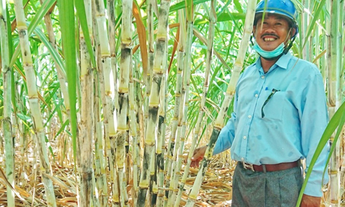 Đường nhập từ Thái Lan giảm 75%, nông dân Việt Nam mở rộng diện tích trồng mía