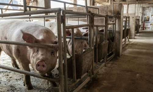 Trung Quốc đối mặt khủng hoảng thừa thịt lợn, giá giảm một nửa trong 6 tháng