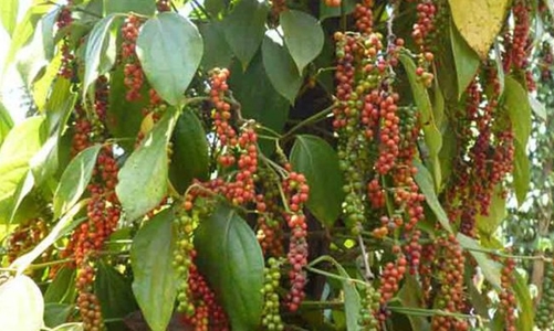 Xuất khẩu hồ tiêu chồng chất khó khăn do vướng quy định về phân luồng