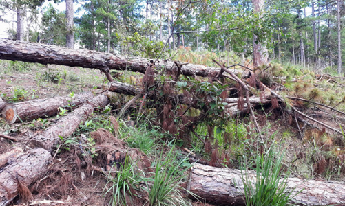 Lâm Đồng thu hồi toàn bộ diện tích đất tại Khu nghỉ dưỡng - sân golf Đà Lạt