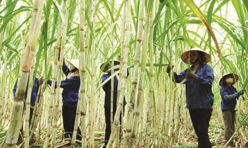 Tiếp nhận hồ sơ miễn trừ biện pháp chống bán phá giá, chống trợ cấp đối với đường mía Thái Lan