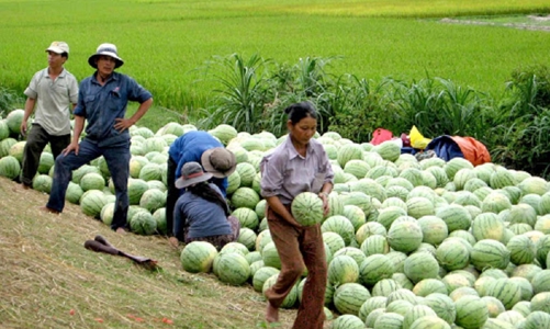 Giải quyết tình trạng cung vượt cầu để nông sản không còn cảnh 