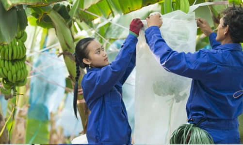 HAGL đăng ký bán tiếp 51,5 triệu cổ phiếu HNG 