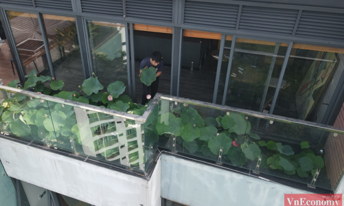 Ngắm hồ sen ở ban công tầng 30 của cặp vợ chồng 9X