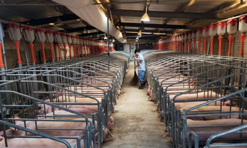 Giá lợn hơi chỉ 40.000 đồng/kg, người chăn nuôi Trung Quốc khốn đốn