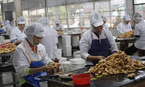 Gừng đông lạnh có nhiều dư địa tăng thị phần tại Australia