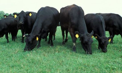 Dành 2,7 triệu AUD cho dự án nhập khẩu và vỗ béo bò thịt