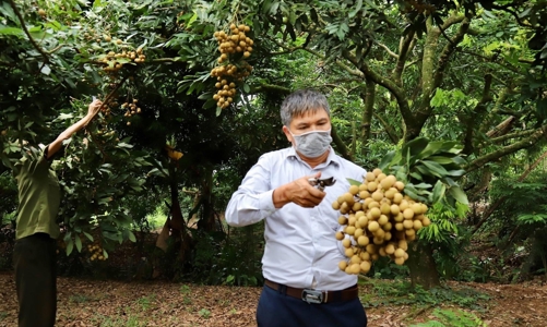 Nhãn Hưng Yên sẽ được xúc tiến tiêu thụ trực tuyến với 21 quốc gia, vùng lãnh thổ