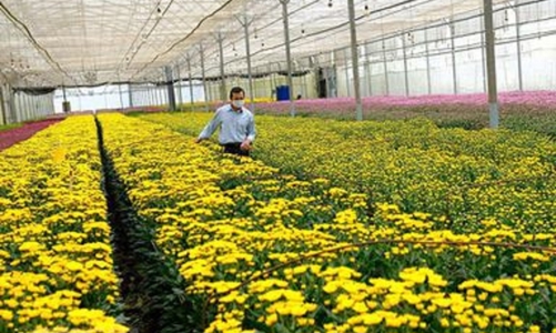 700 nghìn cành hoa cúc xuất khẩu phải hủy bỏ vì vướng quy định
