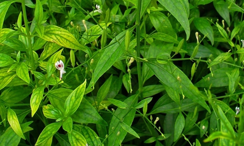 12 loại thuốc cổ truyền hỗ trợ điều trị Covid-19 vừa được Bộ Y tế công bố: Người dân không nên tự ý tìm mua