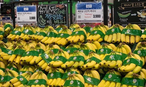 Cạnh tranh với Philippines, quả chuối Việt Nam cần nâng cao chất lượng tại thị trường Hàn Quốc