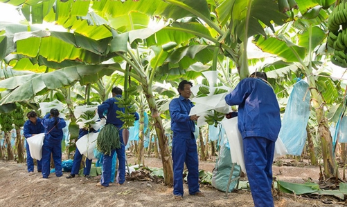 Thương lượng lại, HNG còn nợ 1.266 tỷ đồng và Thagrico cam kết cho vay thêm 600 tỷ đồng