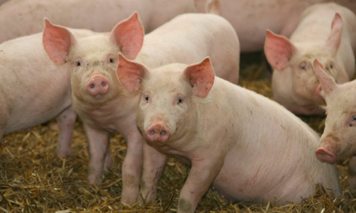 Năm 2021, HAGL sẽ tập trung vào hai mảng chính là chăn nuôi và trái cây