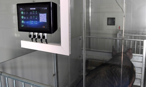 Trung Quốc: Lợn được nuôi trong “khách sạn” cao tầng