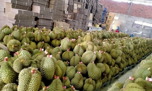 Doanh nghiệp xuất khẩu trái cây có nguy cơ mất thị trường.