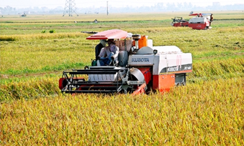 Kiến nghị Chính phủ tăng thu mua dự trữ lúa gạo, tránh nguy cơ thương lái ép giá, trục lợi