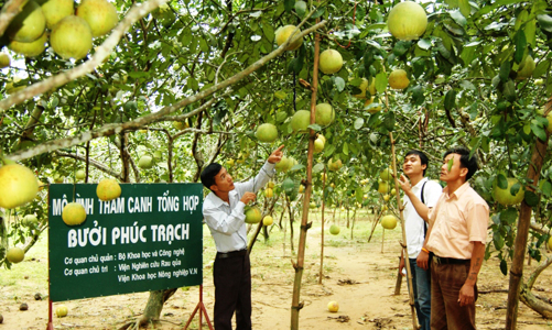 Dồn sức tiêu thụ bưởi Phúc Trạch trên sàn thương mại điện tử