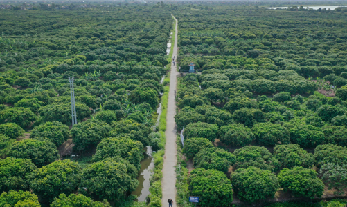 Hải Dương quy hoạch huyện Thanh Hà thành vùng du lịch sinh thái vải thiều nổi tiếng