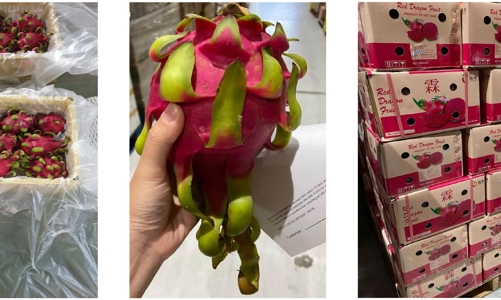 Các doanh nghiệp nghiên cứu công nghệ đóng gói để tăng sức cạnh tranh nông sản Việt