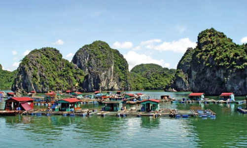 Hải Phòng: Hơn 6.000 tấn thủy sản trên vịnh Cát Bà đang chờ được hỗ trợ tiêu thụ