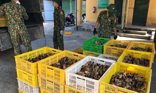 Vận chuyển gia cầm trái phép qua biên giới đang gia tăng