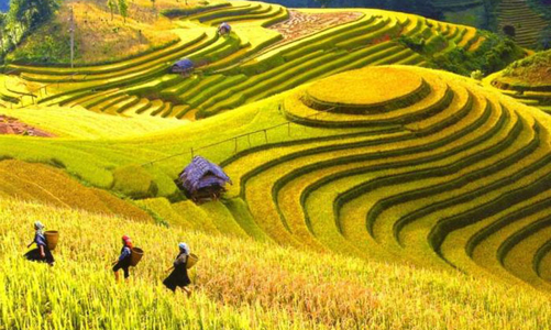 Tổ chức trực tuyến chương trình “Qua những miền di sản ruộng bậc thang