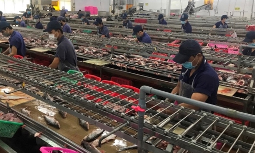 Cá tra “vật vã ’’ giữa sóng dữ Covid