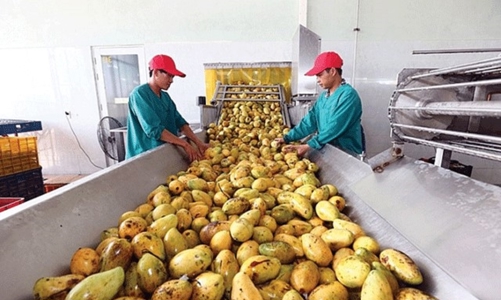 Chông chênh mục tiêu xuất khẩu cuối năm