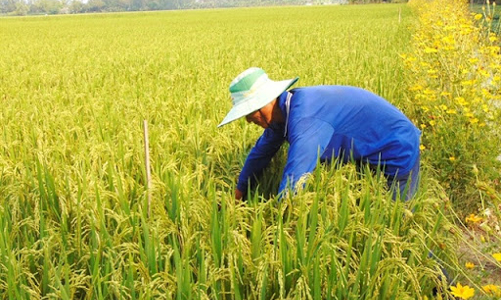 Ngân hàng chung tay tháo gỡ khó khăn ngành lúa gạo