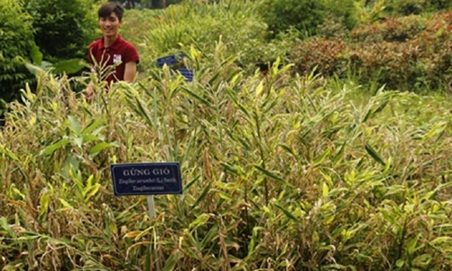 Cần “người gác cổng” cho thuốc, thực phẩm chức năng nguồn gốc thiên nhiên