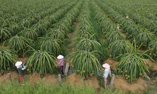 Mã số vùng trồng: 