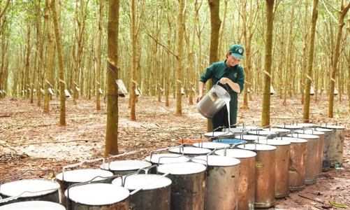 Xuất khẩu cao su 