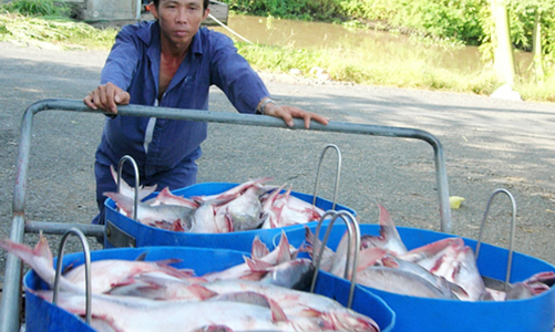 Doanh nghiệp chế biến cá tra đang mắc kẹt giữa các quy định chống dịch của các địa phương
