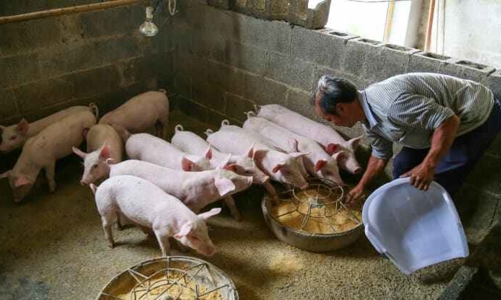 Giá thịt lợn giảm sâu, doanh nghiệp chăn nuôi Trung Quốc nợ chồng chất