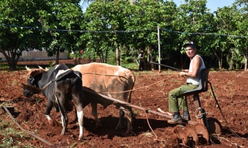 Việt Nam hỗ trợ Cuba phát triển sản xuất nông nghiệp, thủy sản