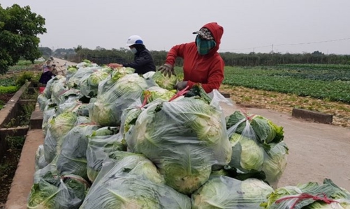 Nới lỏng giãn cách, nông dân Hà Nội tất bật trở lại sản xuất