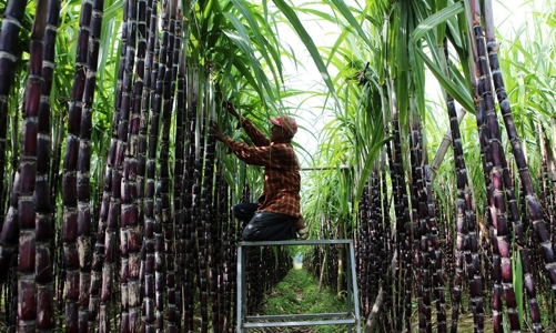 Điều tra chống lẩn tránh phòng vệ thương mại đối với đường mía Thái Lan