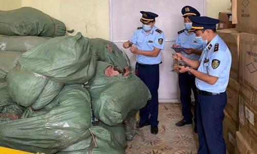 Thu giữ 6 tạ nấm lim và linh chi không rõ nguồn gốc