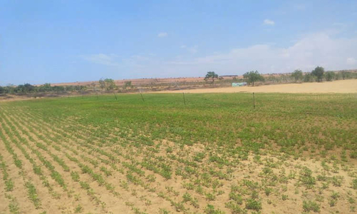 Long An: 36 ha đất trồng lúa được chuyển đổi để thực hiện dự án Hoa viên Phước Đông