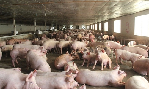 Giá thịt lợn giảm sâu, chi phí tăng vọt, doanh nghiệp chăn nuôi lao đao