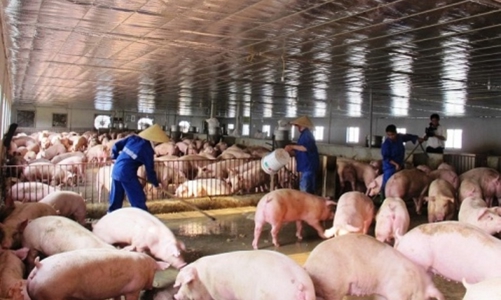 Giá lợn hơi và gia cầm đang 